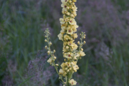 Verbascum nigrumZwarte toorts bestellen